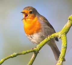 Der persönliche Grundton